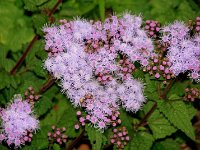 Flowers 3 River Walk